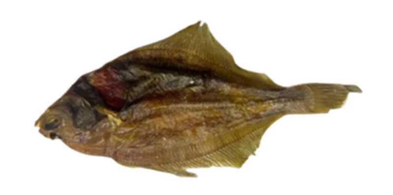 DAB Fish